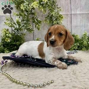 Heidi, Dachshund Puppy