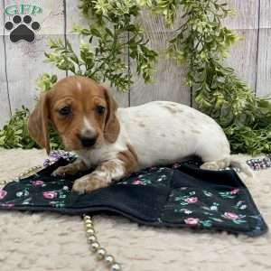 Heidi, Dachshund Puppy