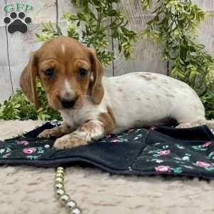 Heidi, Dachshund Puppy