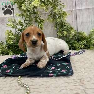 Heidi, Dachshund Puppy