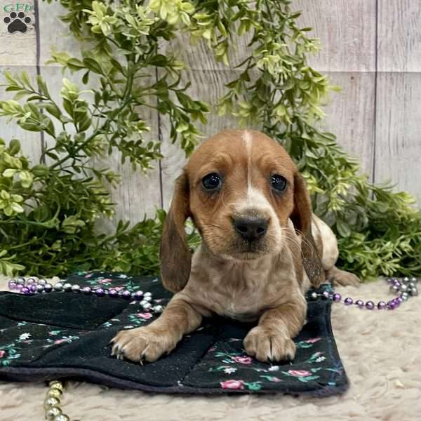 Hailey, Dachshund Puppy