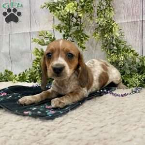 Hailey, Dachshund Puppy