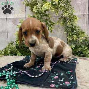 Hailey, Dachshund Puppy