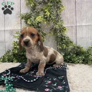 Hailey, Dachshund Puppy