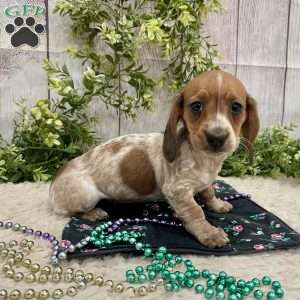 Hailey, Dachshund Puppy