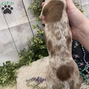 Hailey, Dachshund Puppy