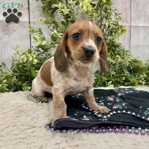 Hailey, Dachshund Puppy