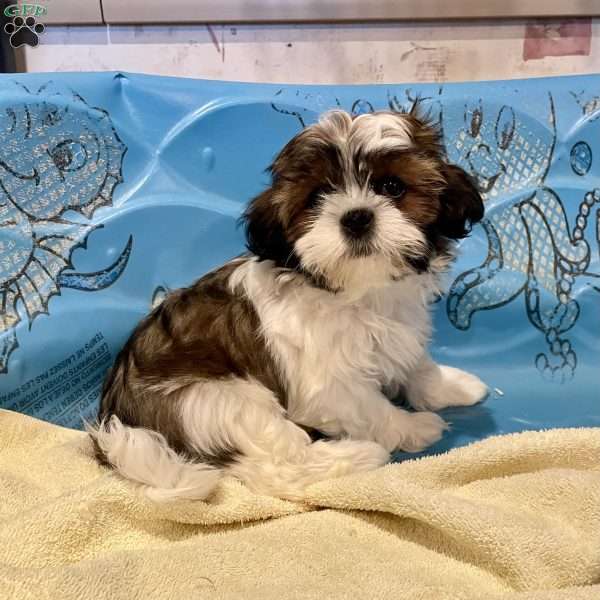 Merv, Shih Tzu Puppy