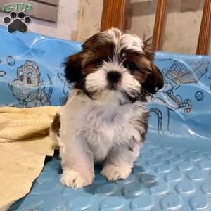 Merv, Shih Tzu Puppy