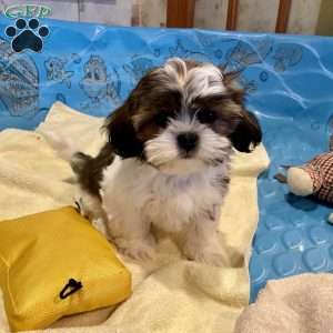Merv, Shih Tzu Puppy
