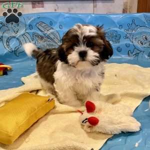 Merv, Shih Tzu Puppy