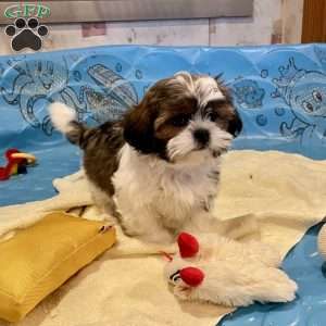 Merv, Shih Tzu Puppy