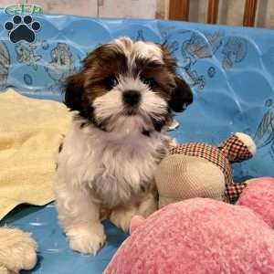 Merv, Shih Tzu Puppy