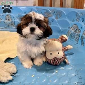 Merv, Shih Tzu Puppy