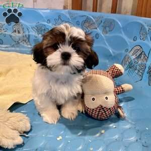 Merv, Shih Tzu Puppy