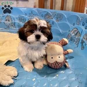Merv, Shih Tzu Puppy