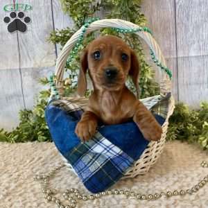 Henry, Dachshund Puppy