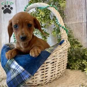 Henry, Dachshund Puppy