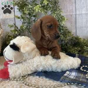 Henry, Dachshund Puppy