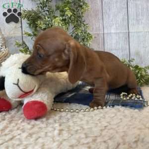 Henry, Dachshund Puppy