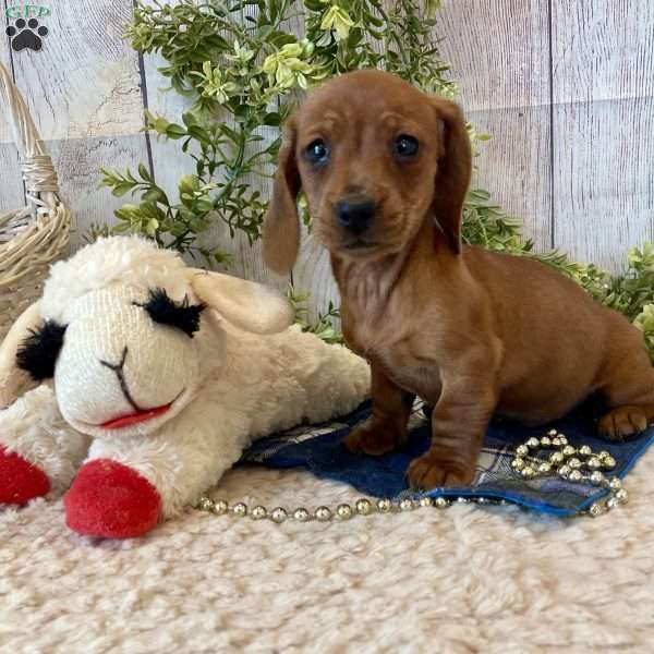 Henry, Dachshund Puppy
