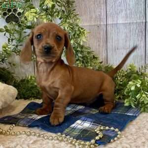 Henry, Dachshund Puppy