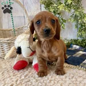 Henry, Dachshund Puppy