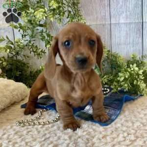 Henry, Dachshund Puppy