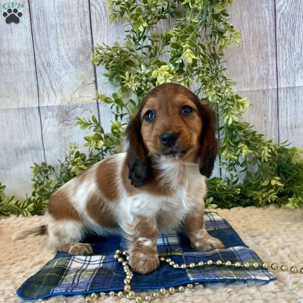 Harry, Dachshund Puppy