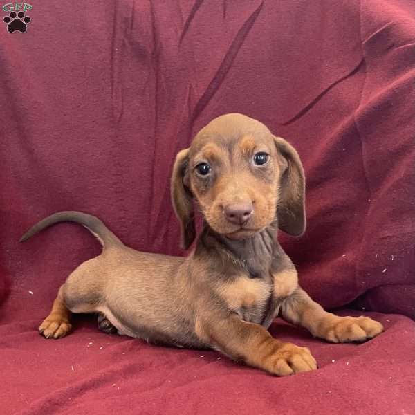 Davy, Dachshund Puppy
