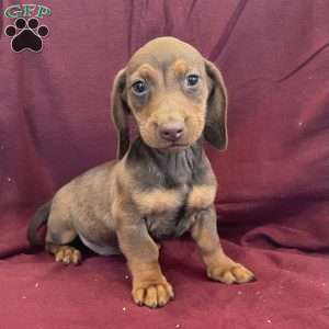 Davy, Dachshund Puppy
