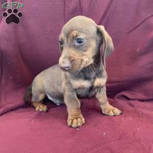 Davy, Dachshund Puppy