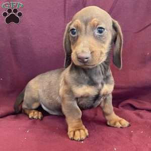 Davy, Dachshund Puppy