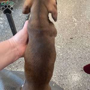 Davy, Dachshund Puppy