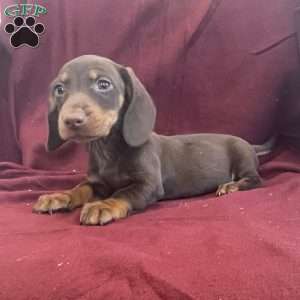 Dean, Dachshund Puppy