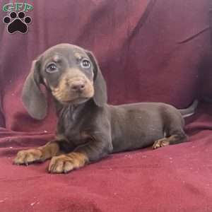 Dean, Dachshund Puppy