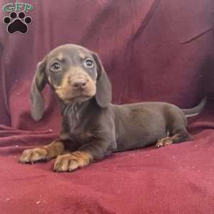 Dean, Dachshund Puppy