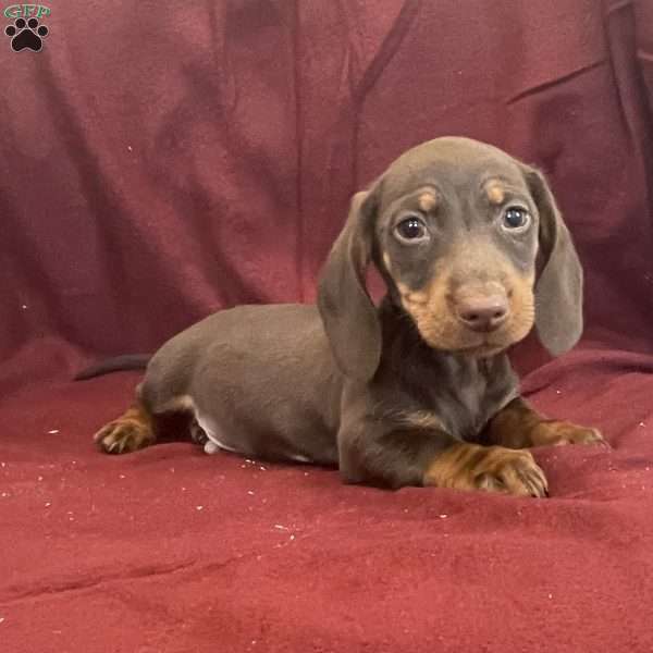 Dean, Dachshund Puppy