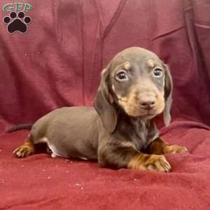 Dean, Dachshund Puppy