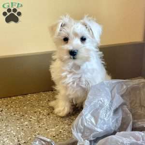 Issy, Miniature Schnauzer Puppy