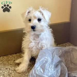 Issy, Miniature Schnauzer Puppy