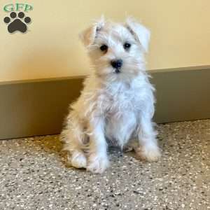 Issy, Miniature Schnauzer Puppy