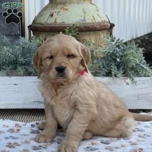 Rosie, Golden Retriever Puppy