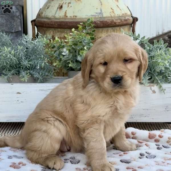 Rosie, Golden Retriever Puppy