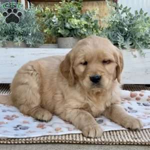 Rosie, Golden Retriever Puppy