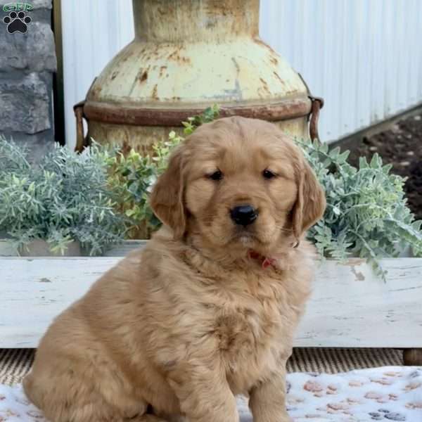 Ruby, Golden Retriever Puppy