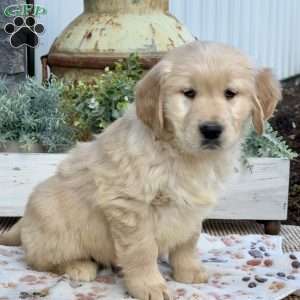 Trixie, Golden Retriever Puppy
