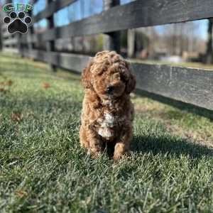 Teddy, Mini Goldendoodle Puppy