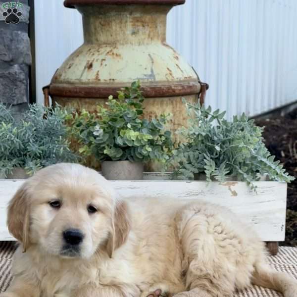 Trixie, Golden Retriever Puppy