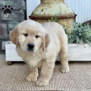 Trixie, Golden Retriever Puppy